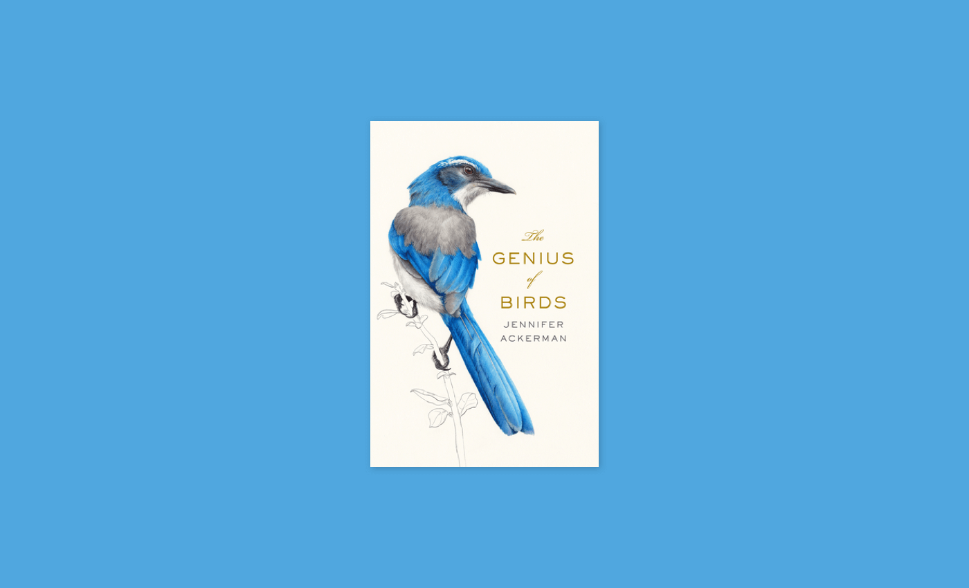 Noisli - The Genius of Birds