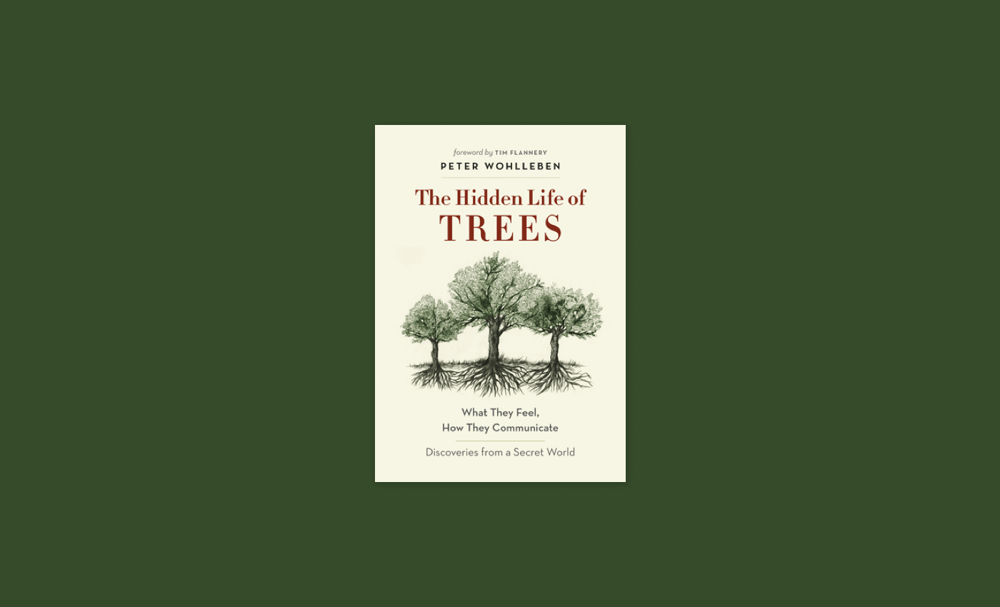 Noisli - The Hidden Life of Trees